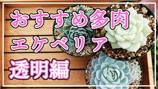 【多肉植物】おすすめのエケベリアをご紹介します。今回は透明感の素敵なエケベリアです！