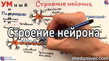 Строение нейрона - meduniver.com
