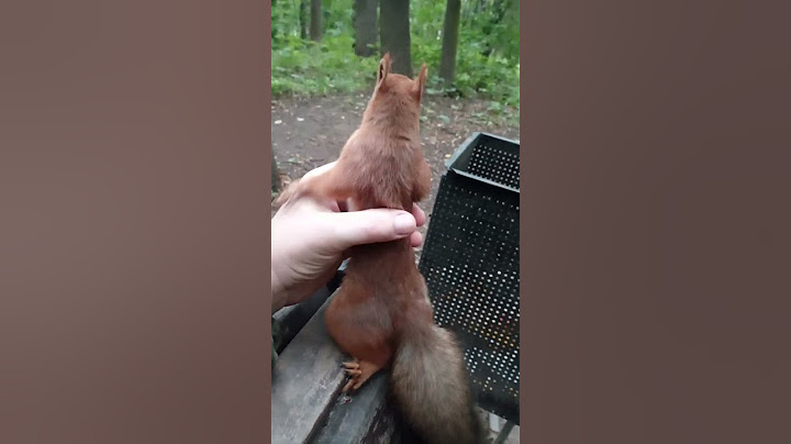 Поймал наивную белку / Caught a naive squirrel
