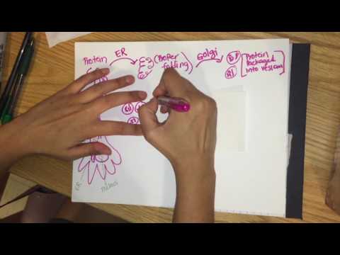 Neuropeptide Synthesis by Bijal & Anna