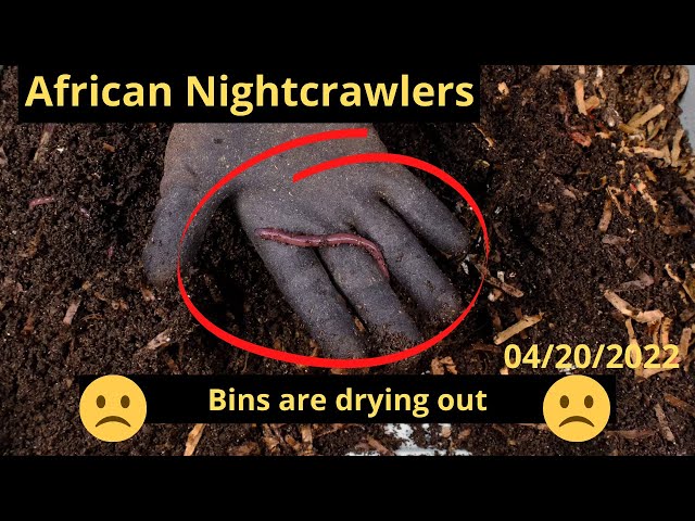 African Nightcrawlers - Too Much Heat 4/20/2022 