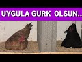 Tavuğun gurk olması için kesin çözüm uygula tavuğun gurk olsun #tavuğungurkolsun