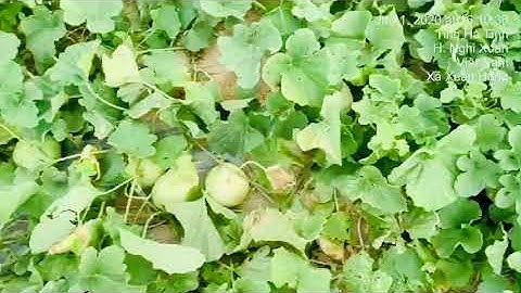 Giống dưa lê siêu ngọt lai F1 AnĐào 999 quả sai dã man luôn. Không làm bà con thất vọng