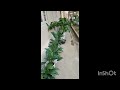 Green Leaves Paradise