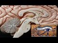 Ejercicios para Activar la Glandula Pineal 1ª parte