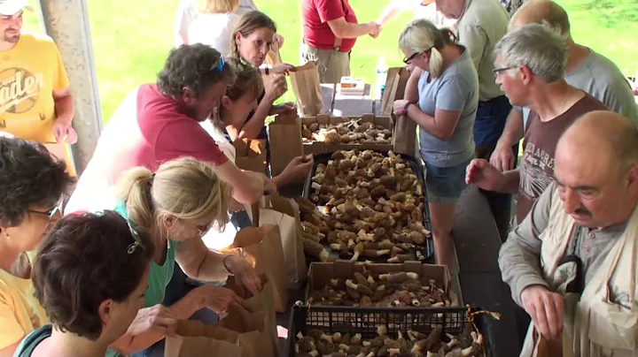 Top 6 Morel Mushroom Hunting Tips by Chris Matherly