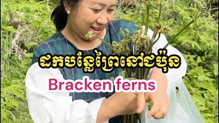 Picking bracken ferns in Japanese forest