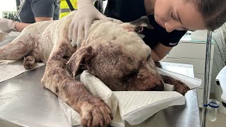 картинка: Оставшись сломленным и одиноким, Рок боролся за жизнь — то, что произошло дальше, растопит ваше