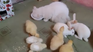 pet and birds vlog || funny animal || cat and baby ducks
