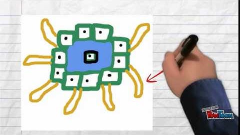 Modeling Project: Intramembranous Ossification