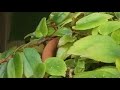 BEGONIA FOLIOSA &#39;CASCADE&#39; PLANT