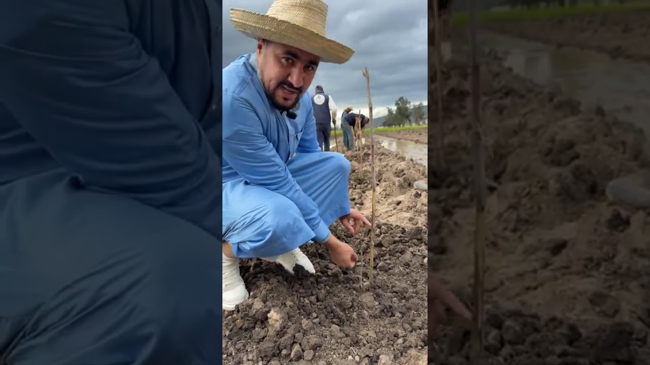 فريق مشتلة ايوب متواجد في الطارف لغرس حقل ،شاهدوا