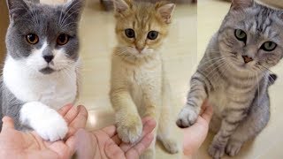 如何让猫咪在2分钟内快速学会跟人握手这个方法主人屡试不爽