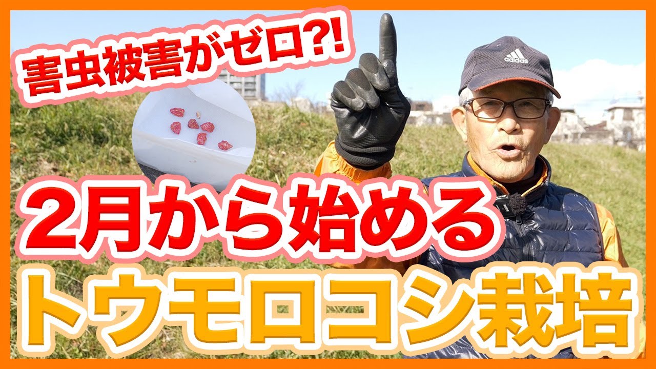 家庭菜園や農園の2月から始めるトウモロコシ栽培！早植えで害虫被害を出さない秘訣とトウモロコシの育て方！【農家直伝】