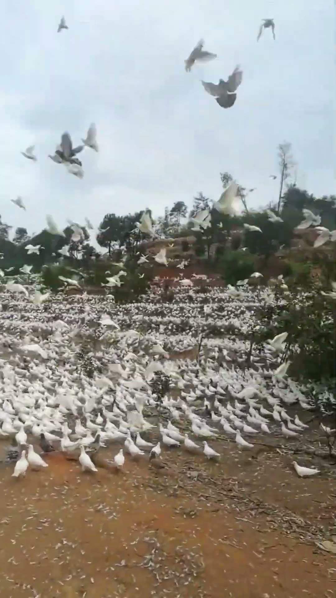 The outdoor release of pigeons