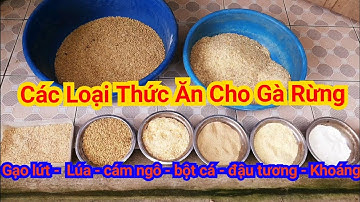 Các Loại Thức Ăn Đầy Đủ Chất Cho Gà Rừng: Gạo lứt, lúa, ngô, đậu, Khoáng... - wild chicken foods