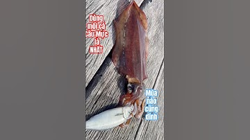 🇦🇺#shorts Mồi cá CÂU MỰC LÀ NHẤT- MÙA NÀO CŨNG TRÚNG|the best squid bait for all season