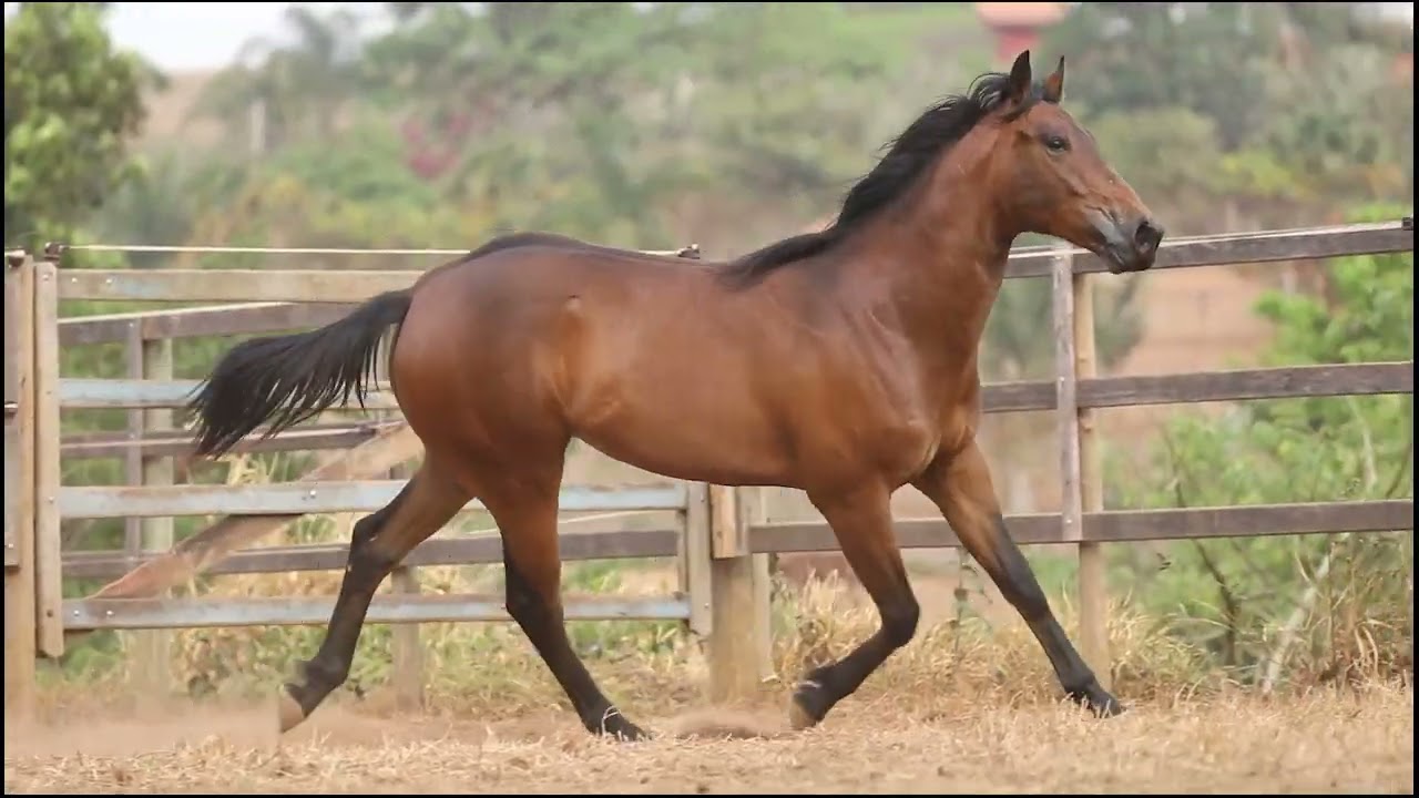 15   DAVINCI LEO HDBA