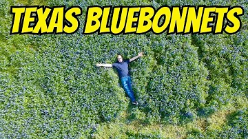 Are bluebonnets blooming in Brenham 2021?