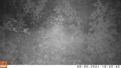 Badger taking bedding into the sett