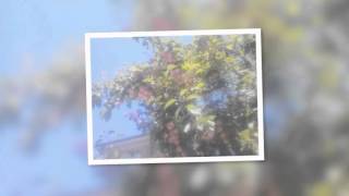 Premesse Figurate...