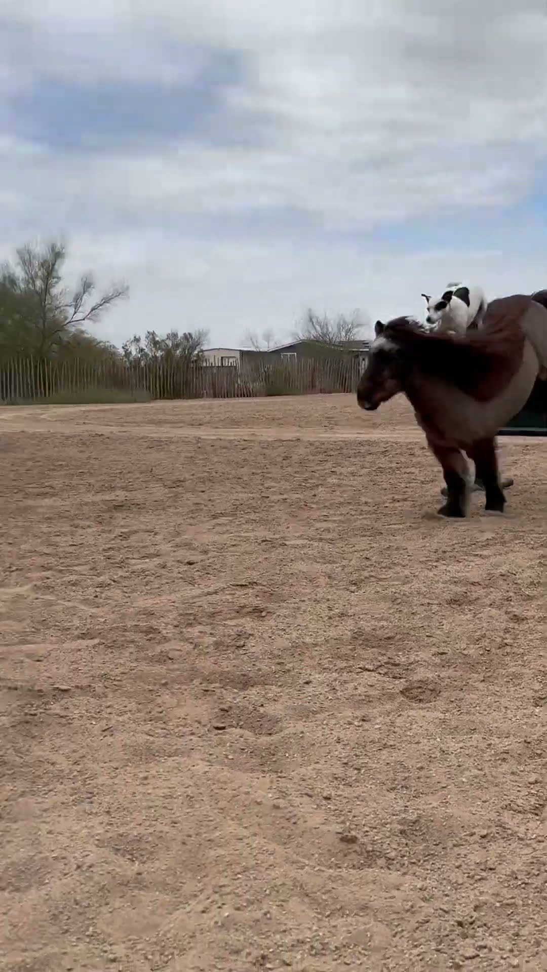 Jack Russell Terrier Cowboy Dog || ViralHog