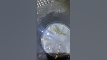 Thử thuần cá lóc đồng #ngaydocogi