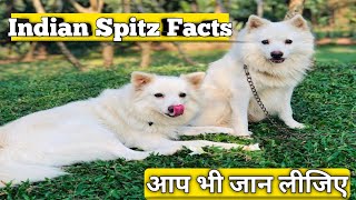 Indian spitz dog || all about indian spitz dog || indian spitz dog full information by Pomtoy Dishu 274 views 2 years ago 2 minutes, 38 seconds