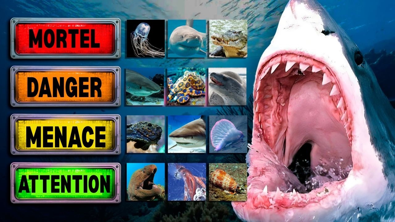 Les prédateurs marins les plus meurtriers