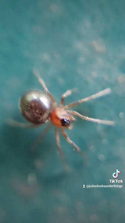 Tiny red spider #insect #mushroom #insects #nature #insectworld #bug #insectbehavior #wildlife