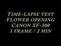 Flower Time-lapse XF-300 / XF-305 canon