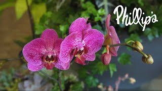 Chicagoland's Family-Owned, Full-Service Florists