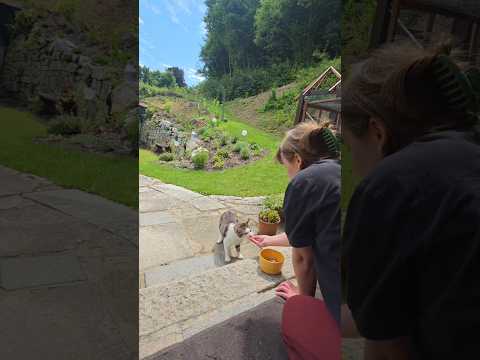 Mein Traum von Natur, Kunst & Katzen photo