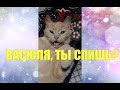 ВАСЮЛЯ, ТЫ СПИШЬ? Угу... ГОВОРЯЩИЙ КОТ ПОКОРИЛ СЕРДЦА МИЛЛИОНОВ / Кот говорит