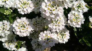 Bodembedekkers Planten.iberis Sempervirens Of, Scheefkelk .Corbeille Dargent