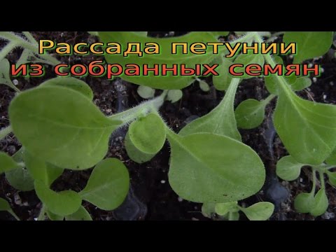 Видео: Зимни грижи за петуния - можете ли да презимувате растение от петуния