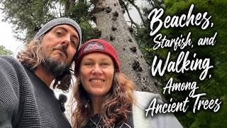Beaches, Starfish, & Walking Amongst Ancient Trees / La Push To Ocean Shores
