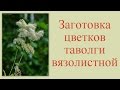 Сбор цветков таволги вязолистной