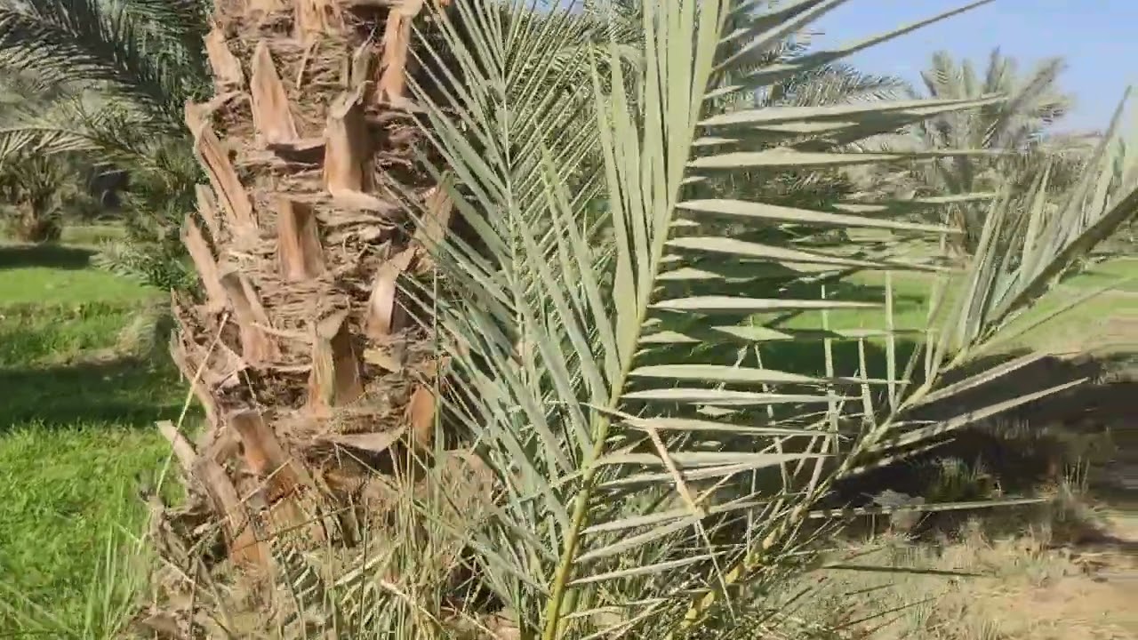 بستان ٣٤ دونم طابو زراعي تحويل بسم المشتري   العنوان طويريج ناحية الخيرات سعر الدونم ٣٠ مليون