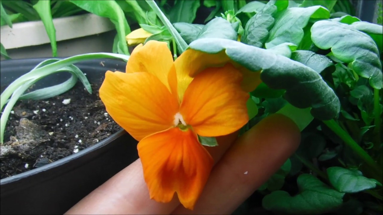 pansies seedlings bloomed, how to deal with pests on pansies, how to