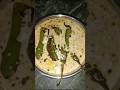 #Dahi baigan#tasty #youtubeshorts #recipe #trendingshorts
