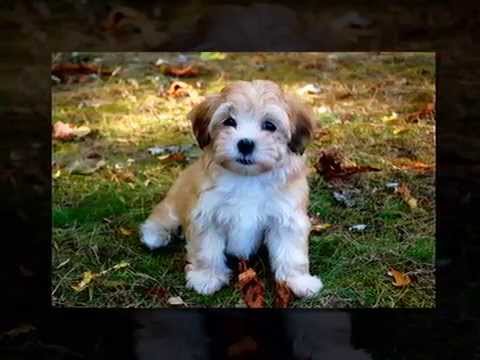 How To Potty Train Your Havanese Puppy - Top 5 Tips On How ...