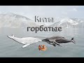Русская Рыбалка 3 (Russian Fishing). Ловим китов