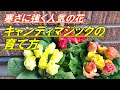 【花】キャンディマジックの育て方・植え付け