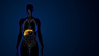 Female liver organ interior view with full body parts stock footage | stock video | Cinefootage