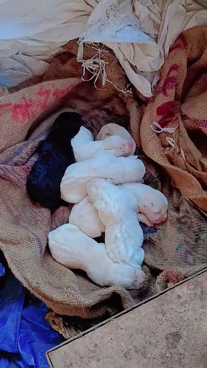 Mari kalu kaa cute baby
