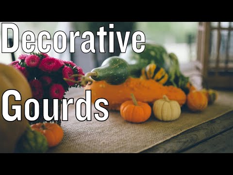 Video: Vad är dekorativa kalebasser – prydnadsgräspressar för dekoration