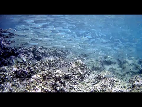 Video: Smelt faydalı bir balıktır