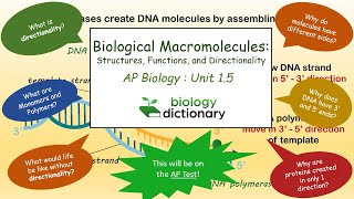 Biological Macromolecules: Structures, Functions, and Directionality | AP Biology 1.5