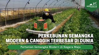 Bagaimana Cara Panen Semangka di Perkebunan Modern?